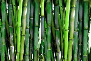 bamboo-1